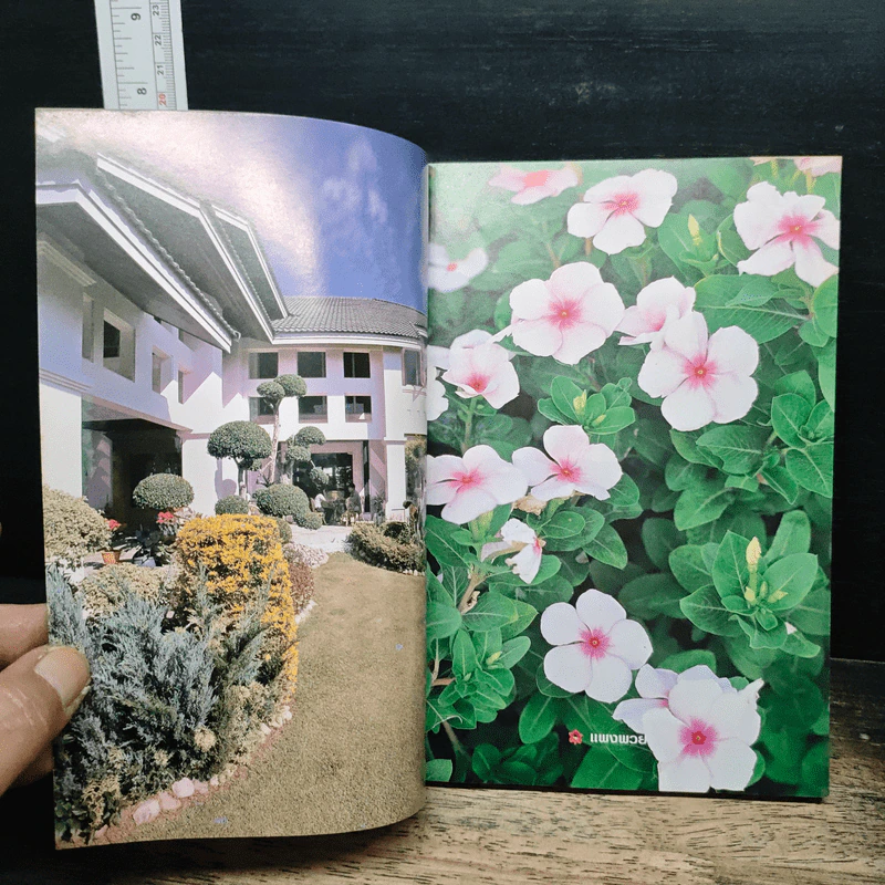 ไม้ประดับบ้าน รูปที่ 6