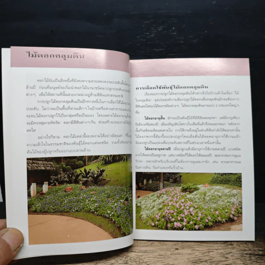 คู่มือคนรักต้นไม้ ไม้ดอกคลุมดิน - ปัทมา แซ่ลี้ รูปที่ 7