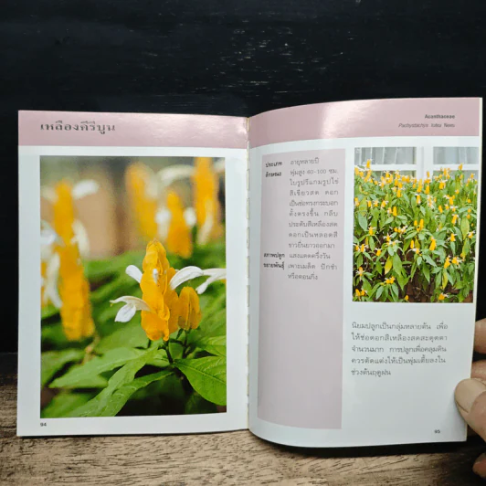 คู่มือคนรักต้นไม้ ไม้ดอกคลุมดิน - ปัทมา แซ่ลี้ รูปที่ 8