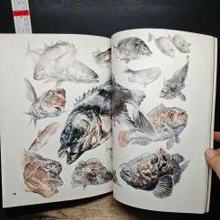 Animal Illustrations รูปที่ 13