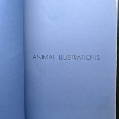 Animal Illustrations รูปที่ 2