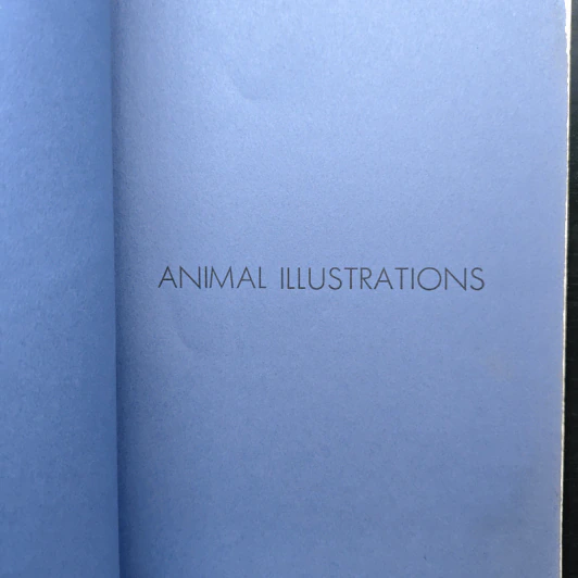 Animal Illustrations รูปที่ 2