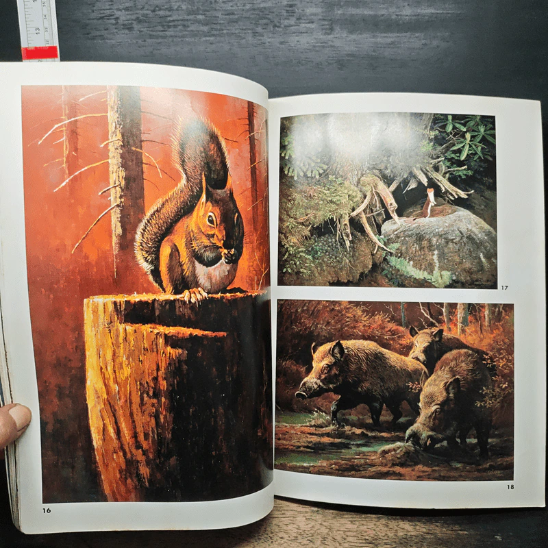 Animal Illustrations รูปที่ 12