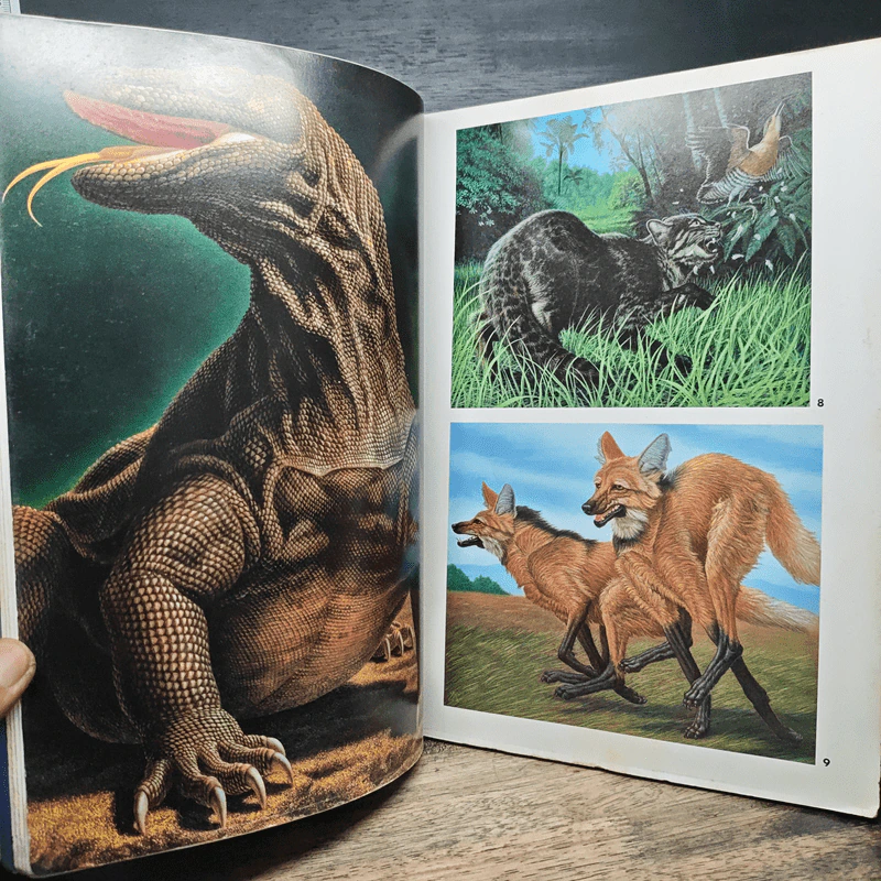 Animal Illustrations รูปที่ 10