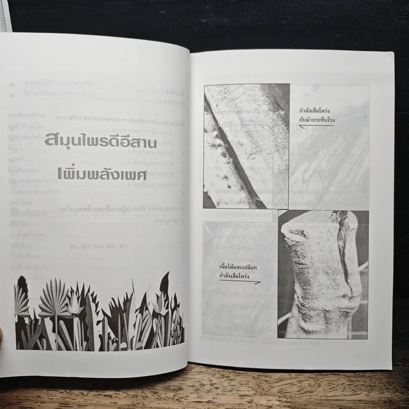 สมุนไพรดีอีสาน เพิ่มพลังเพศ - ภาณุทรรศน์ รูปที่ 8