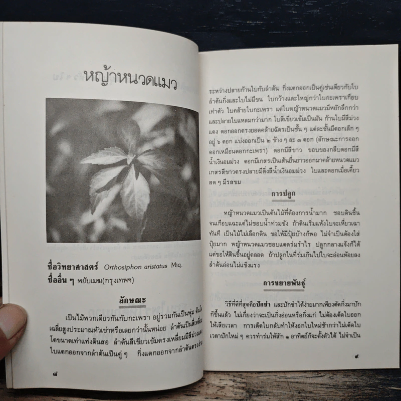 หญ้าหนวดแมว แก้นิ่ว ปัสสาวะขัด รูปที่ 8