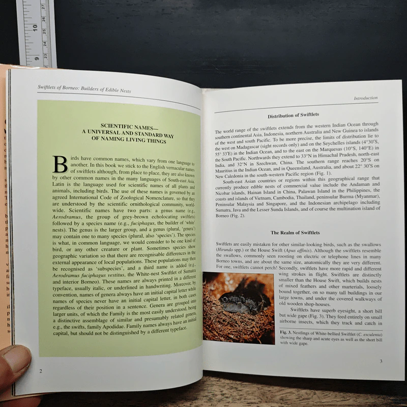Swiftlets of Borneo: Builders of Edible Nests - Lim Chan Koon รูปที่ 11
