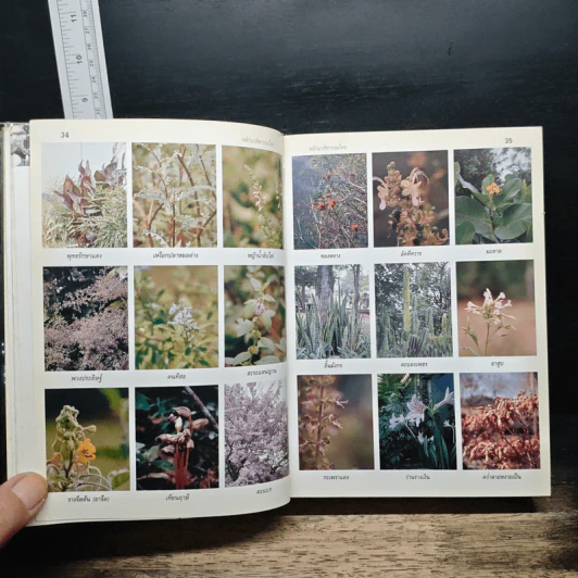 หลักเภสัชกรรมไทย - วุฒิ วุฒิธรรมเวช รูปที่ 20