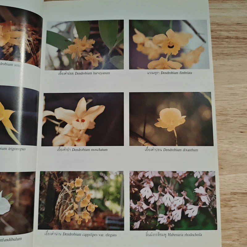 วันต้นไม้ประจำปีแห่งชาติ 2540 รูปที่ 12