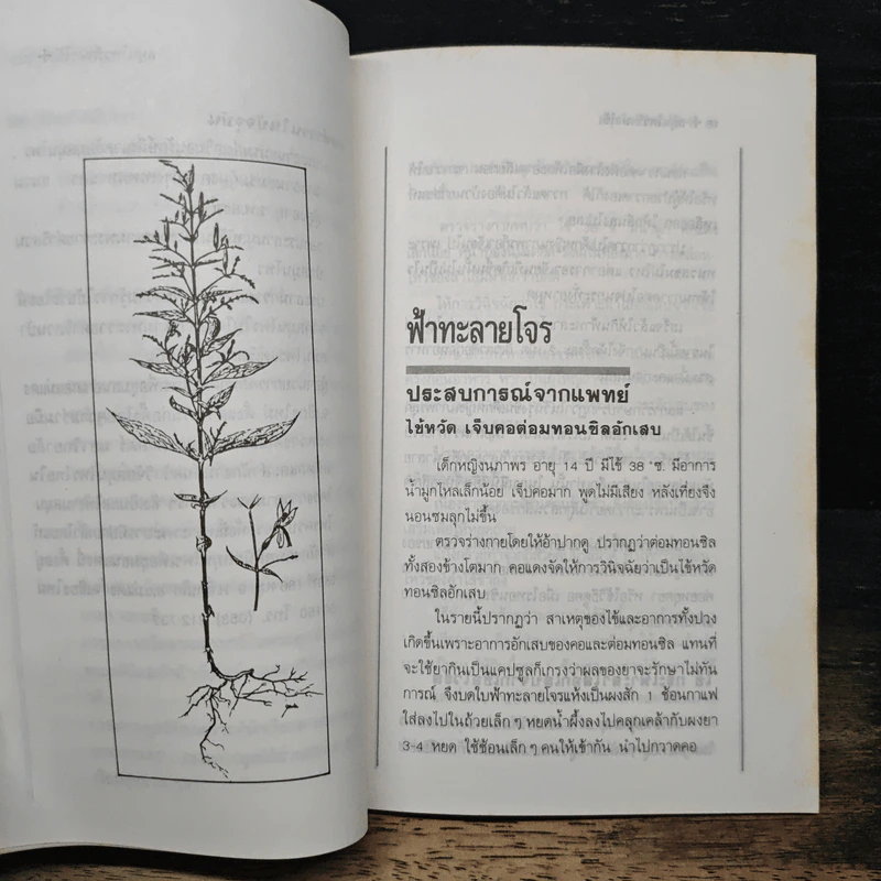 สมุนไพรรักษาไข้ ประสบการณ์จากแพทย์ - พญ.กระแส วัชรปาณ รูปที่ 7