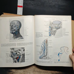 Cunningham's Textbook of Anatomy - G. J. Romanes รูปที่ 13