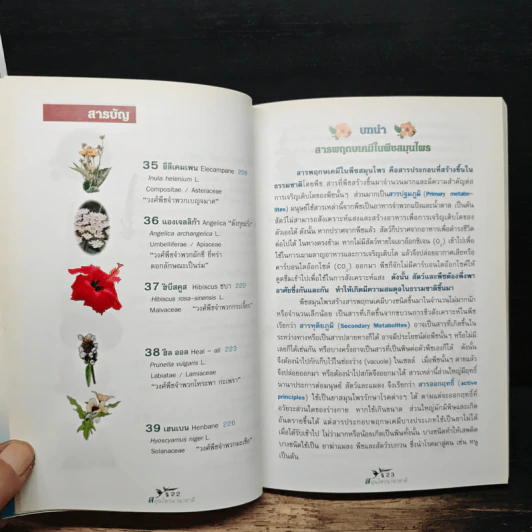 สมุนไพรนานาชาติ ตอนที่ 1 ประวัติความเป็นมา สรรพคุณ และการออกฤทธิ์ รูปที่ 10