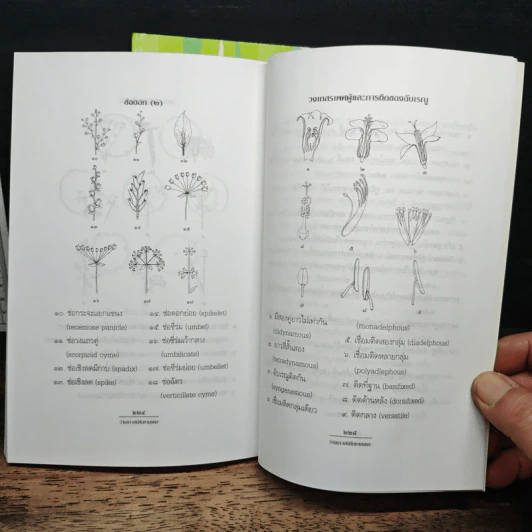 ว่าน ยา-เสน่ห์มหามงคล เล่ม 1-2 - รังว่าน 'อินทุใส' รูปที่ 11