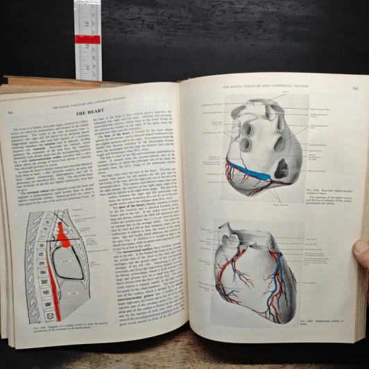 Cunningham's Textbook of Anatomy - G. J. Romanes รูปที่ 11