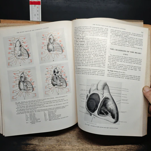 Cunningham's Textbook of Anatomy - G. J. Romanes รูปที่ 12