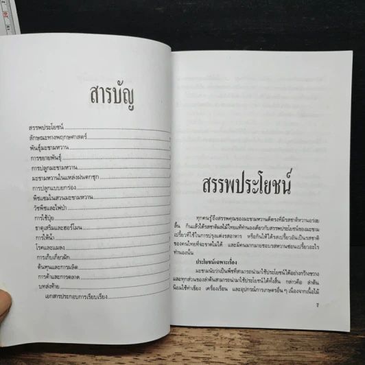 คู่มือมะขามหวาน - กนก ชวนานนท์ รูปที่ 6