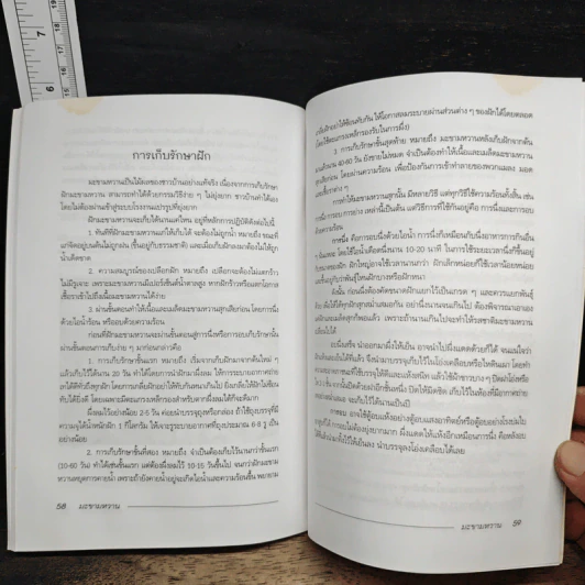 มะขามหวาน รูปที่ 8