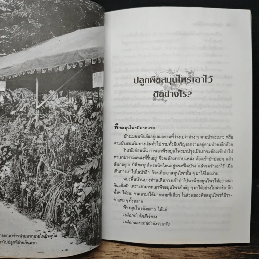 ปลูกสมุนไพรใช้เอง - ยุวดี จอมพิทักษ์ รูปที่ 9