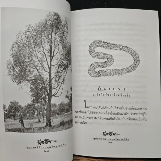 สุขภาพดีด้วยสมุนไพรใกล้ตัว ชุด 9 รูปที่ 8