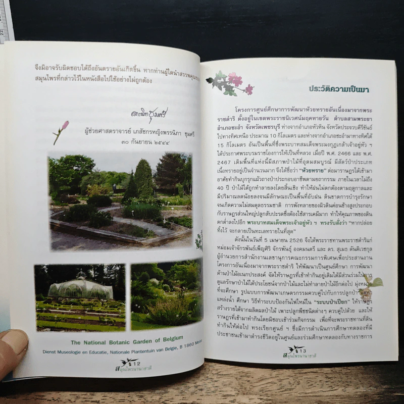สมุนไพรนานาชาติ ตอนที่ 1 ประวัติความเป็นมา สรรพคุณ และการออกฤทธิ์ รูปที่ 7