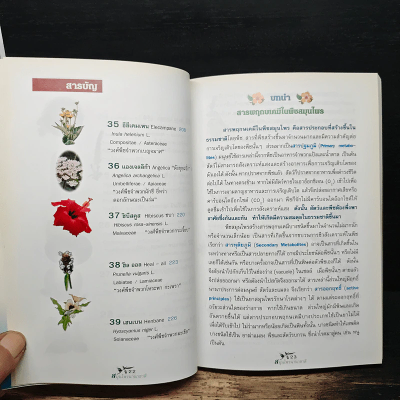 สมุนไพรนานาชาติ ตอนที่ 1 ประวัติความเป็นมา สรรพคุณ และการออกฤทธิ์ รูปที่ 10
