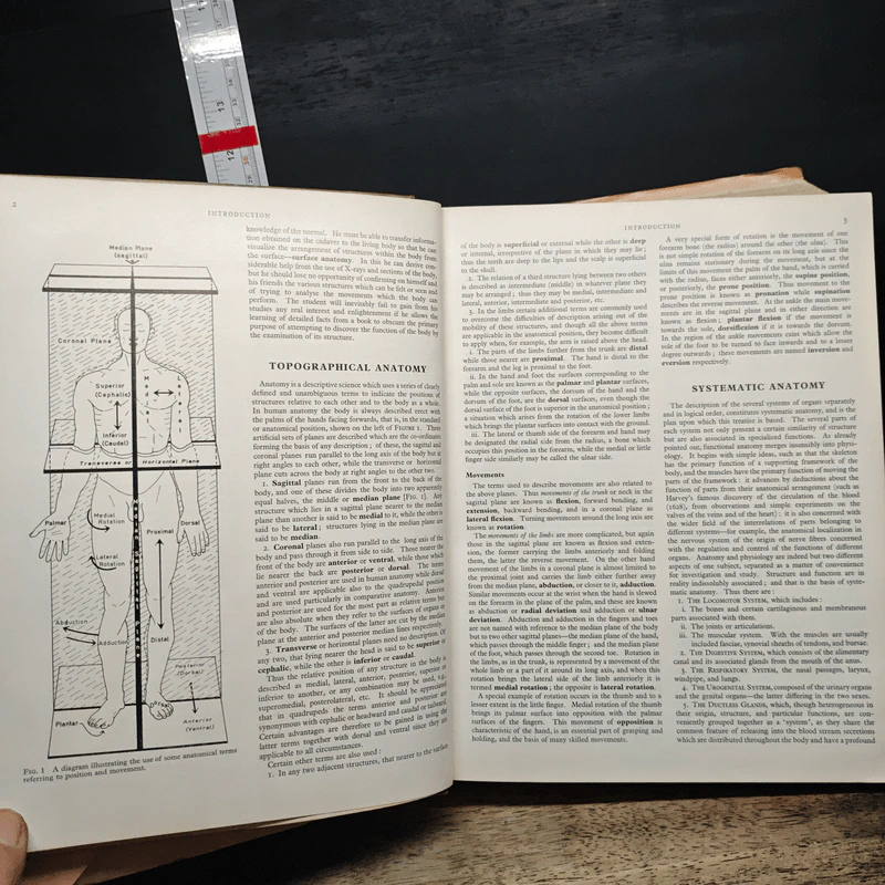 Cunningham's Textbook of Anatomy - G. J. Romanes รูปที่ 10