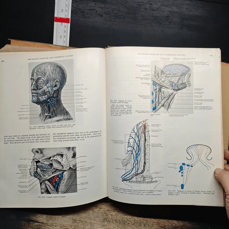 Cunningham's Textbook of Anatomy - G. J. Romanes รูปที่ 13