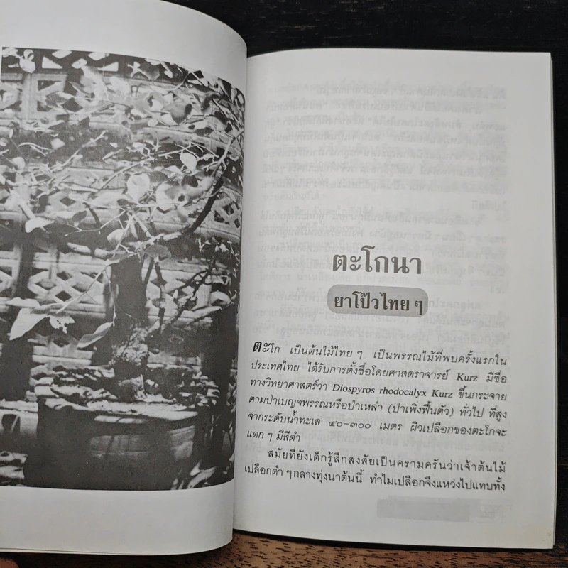 สุขภาพดีด้วยสมุนไพรใกล้ตัว ชุด 12 รูปที่ 8