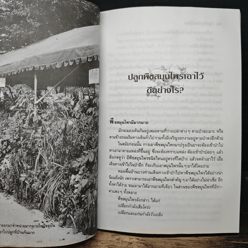 ปลูกสมุนไพรใช้เอง - ยุวดี จอมพิทักษ์ รูปที่ 9