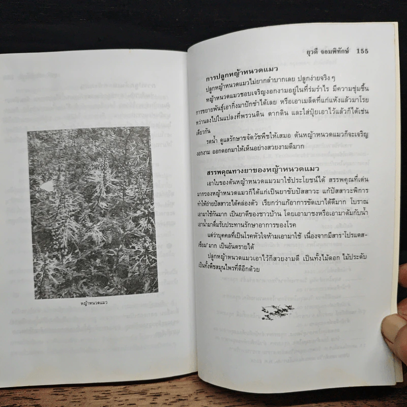 ปลูกสมุนไพรใช้เอง - ยุวดี จอมพิทักษ์ รูปที่ 10