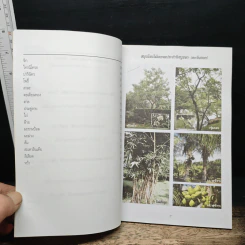 สมุนไพรไม้มงคล 8 ทิศ พรรณไม้ในพุทธประวัติ - พิธาน รูปที่ 8