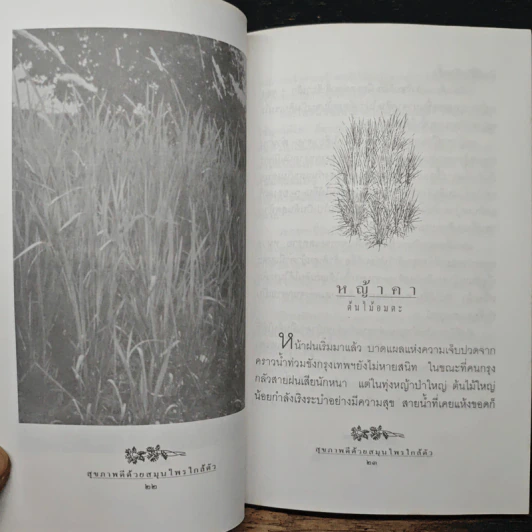 สุขภาพดีด้วยสมุนไพรใกล้ตัว ชุด 5 รูปที่ 8
