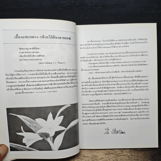 ทำเนียบกล้วยไม้ไทย รูปที่ 8