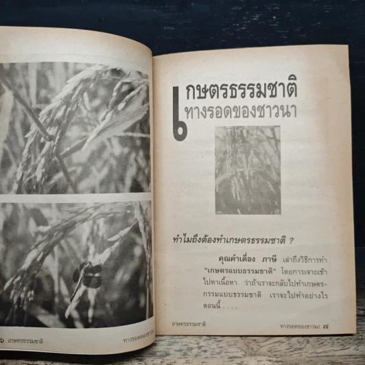 เกษตรธรรมชาติ ทางรอดของชาวนา - คำเมือง ภาษี รูปที่ 8
