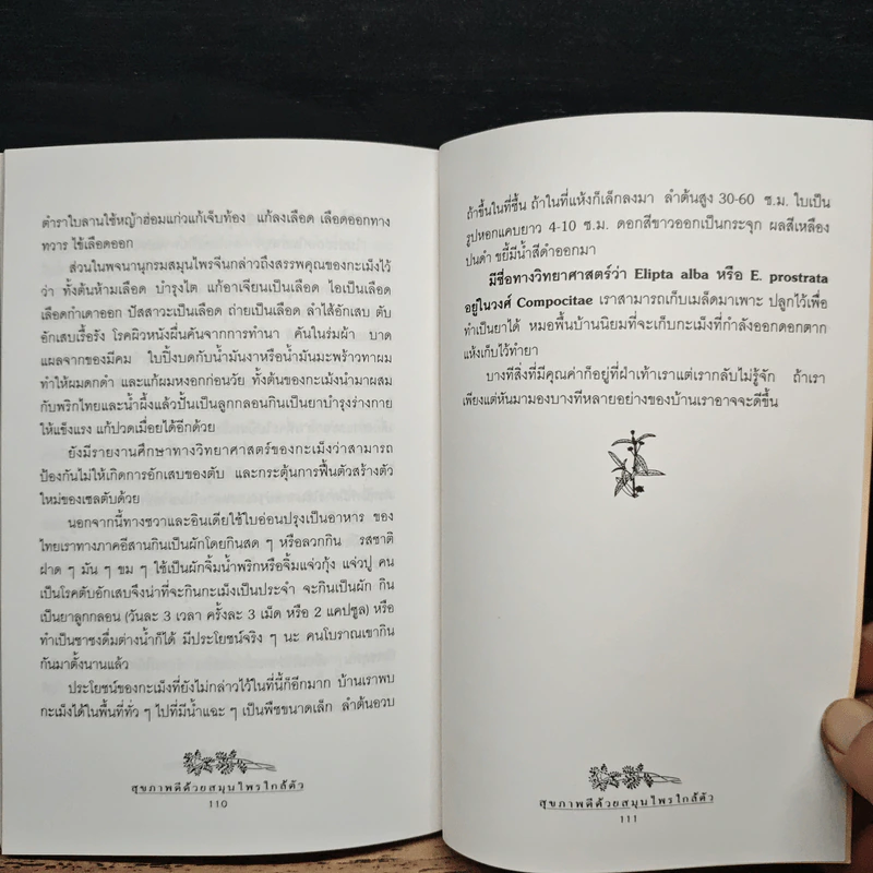 สุขภาพดีด้วยสมุนไพรใกล้ตัว ชุด 1 รูปที่ 10