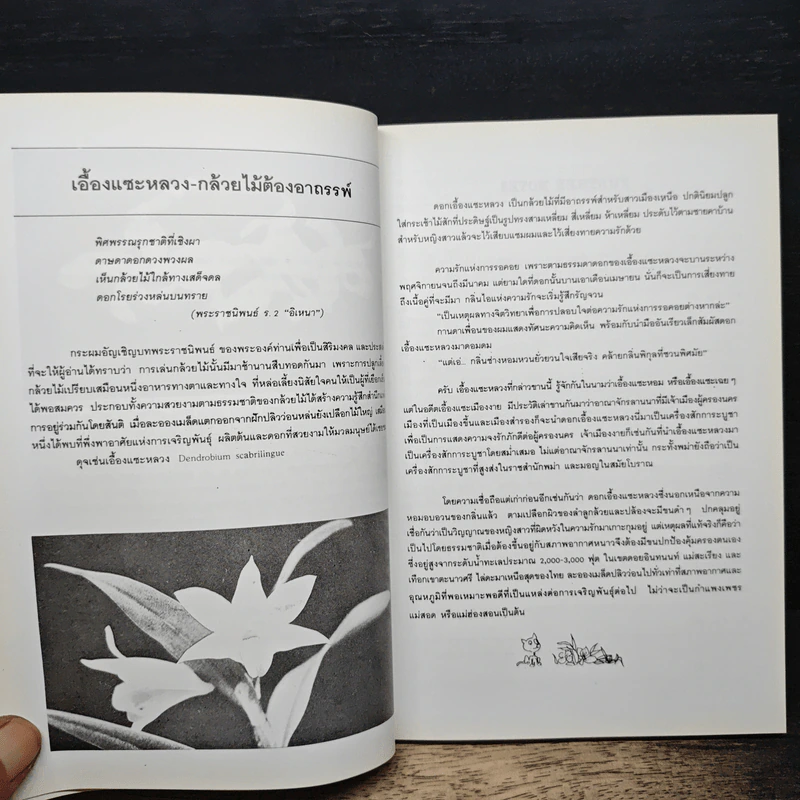 ทำเนียบกล้วยไม้ไทย รูปที่ 8