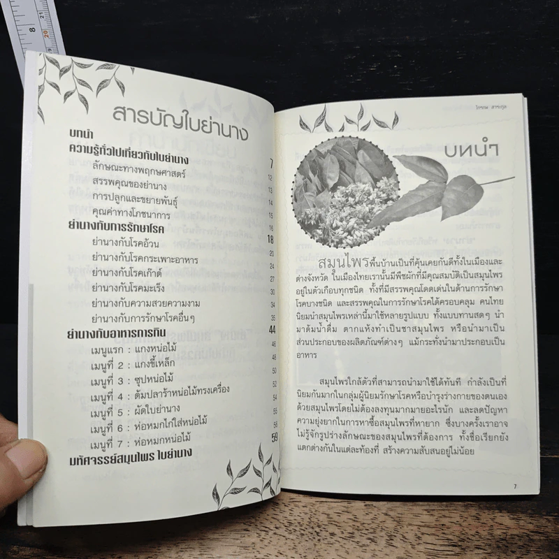 มหัศจรรย์สมุนไพร ใบย่านาง รูปที่ 7