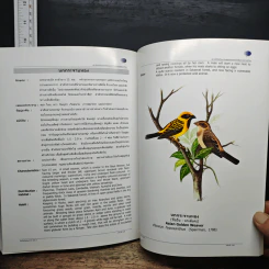 นกในป่าสะแกราช Birds of Sakaerat เล่ม 2 - สถาบันวิจัยวิทยาศาสตร์และเทคโนโลยีแห่งประเทศไทย รูปที่ 11