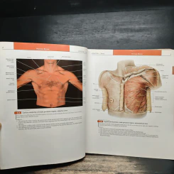 Grant's Atlas of Anatomy รูปที่ 11