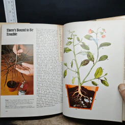 Huxley's House of Plants - Alyson รูปที่ 9