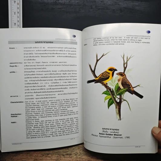นกในป่าสะแกราช Birds of Sakaerat เล่ม 2 - สถาบันวิจัยวิทยาศาสตร์และเทคโนโลยีแห่งประเทศไทย รูปที่ 11