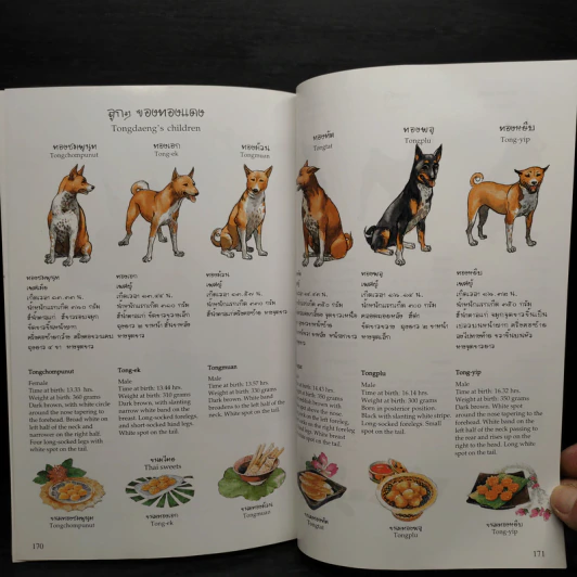 เรื่องทองแดง The Story of Tongdaeng ฉบับการ์ตูน ภาพสี รูปที่ 7
