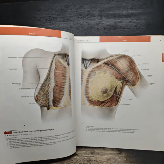 Grant's Atlas of Anatomy รูปที่ 12