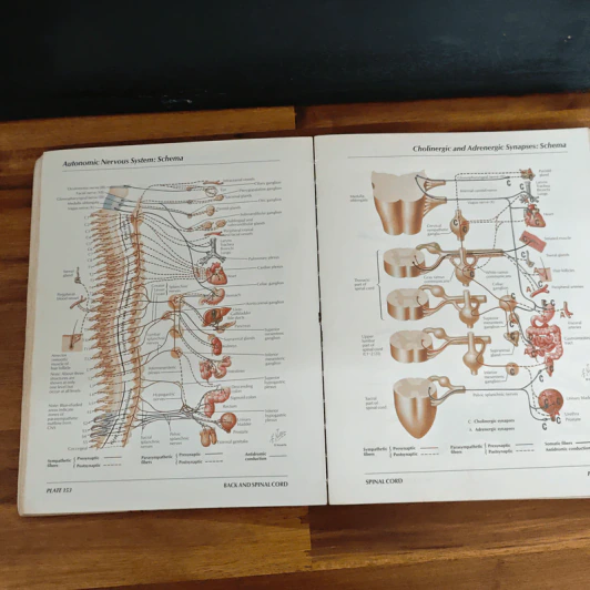Atlas of Human Anatomy - Frank H. Netter รูปที่ 14