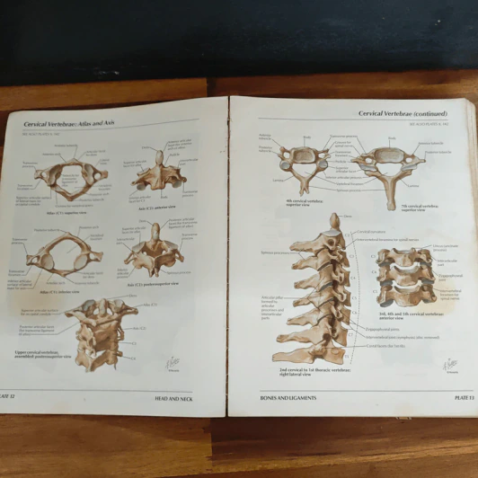 Atlas of Human Anatomy - Frank H. Netter รูปที่ 13