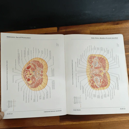Atlas of Human Anatomy - Frank H. Netter รูปที่ 16