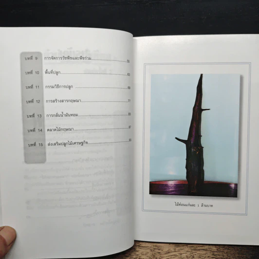 กฤษณาไม้หอม ไม้มหาเศรษฐี - องอาจ คล้ามไพบูลย์ รูปที่ 8