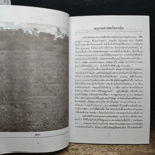 การปลูกขิง - คำนึง คำอุดม รูปที่ 8