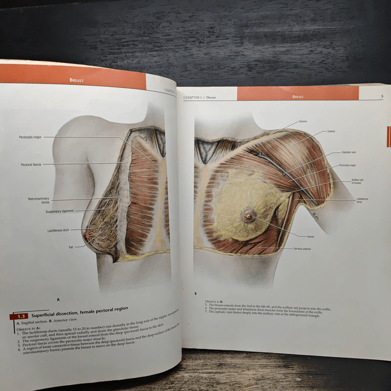 Grant's Atlas of Anatomy รูปที่ 12
