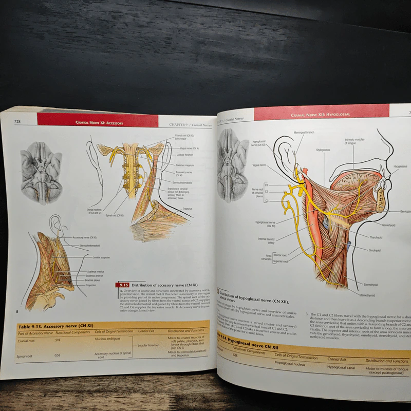 Grant's Atlas of Anatomy รูปที่ 13